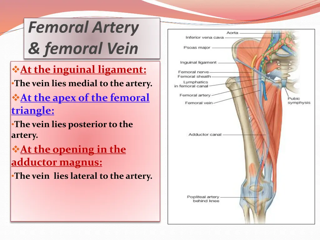 femoral artery femoral vein