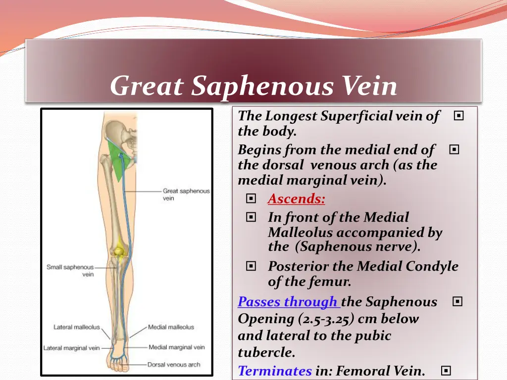 great saphenous vein