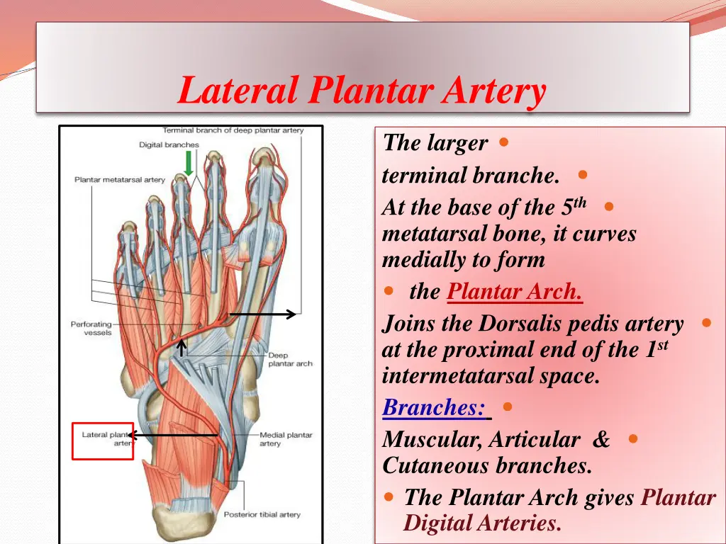 lateral plantar artery