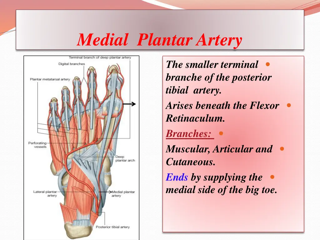medial plantar artery