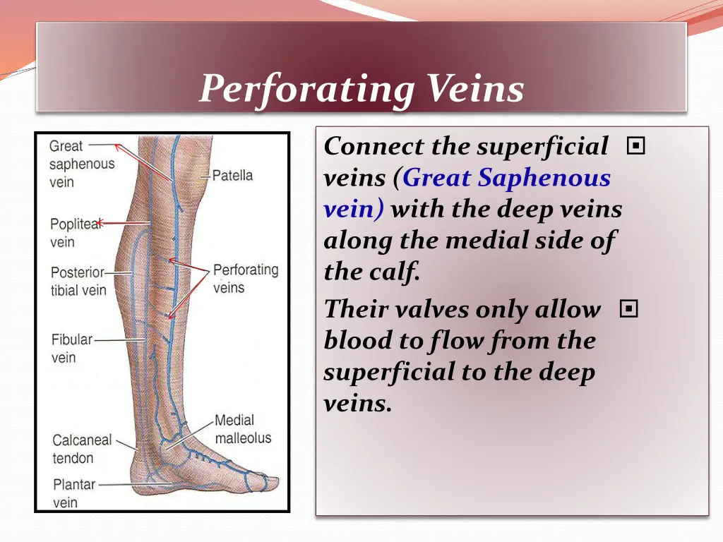 perforating veins