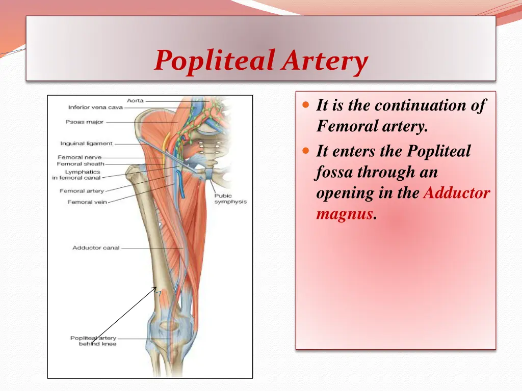 popliteal artery
