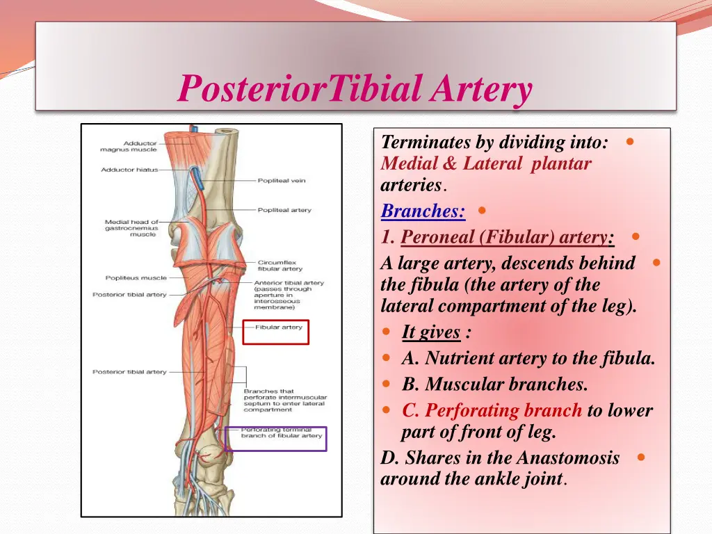 posteriortibial artery 1