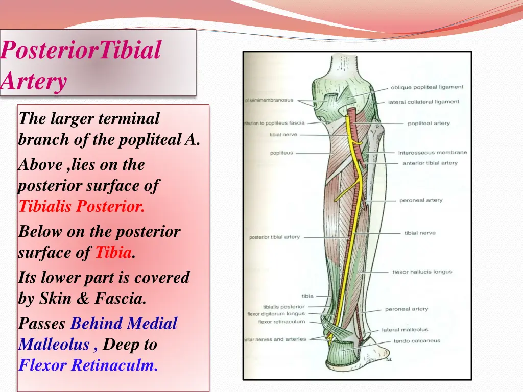 posteriortibial artery