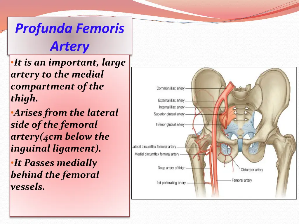 profunda femoris artery it is an important large