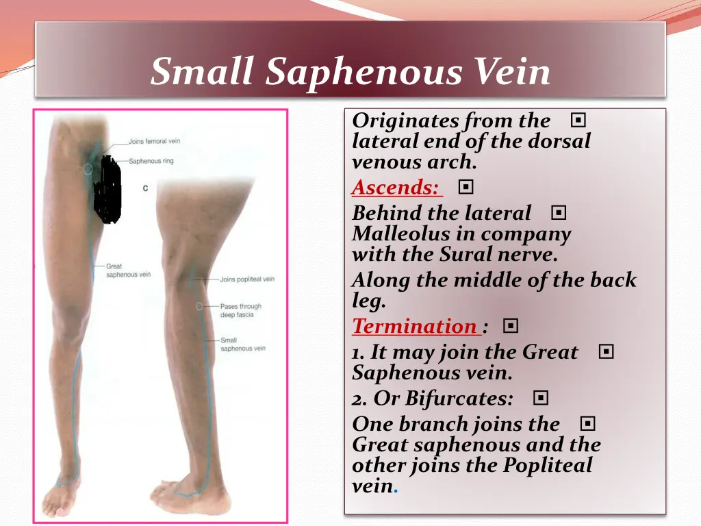 small saphenous vein