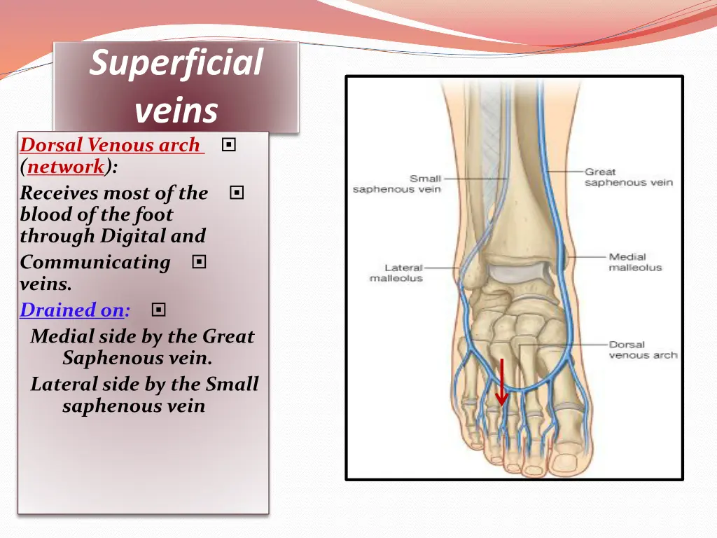 superficial veins dorsal venous arch network