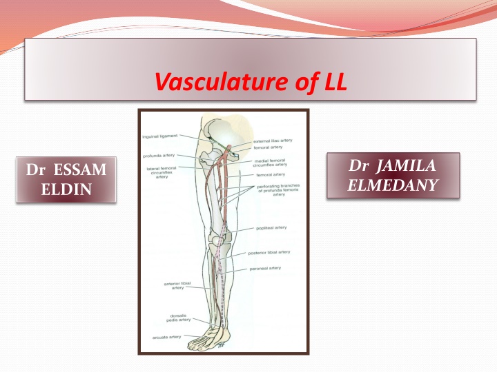 vasculature of ll