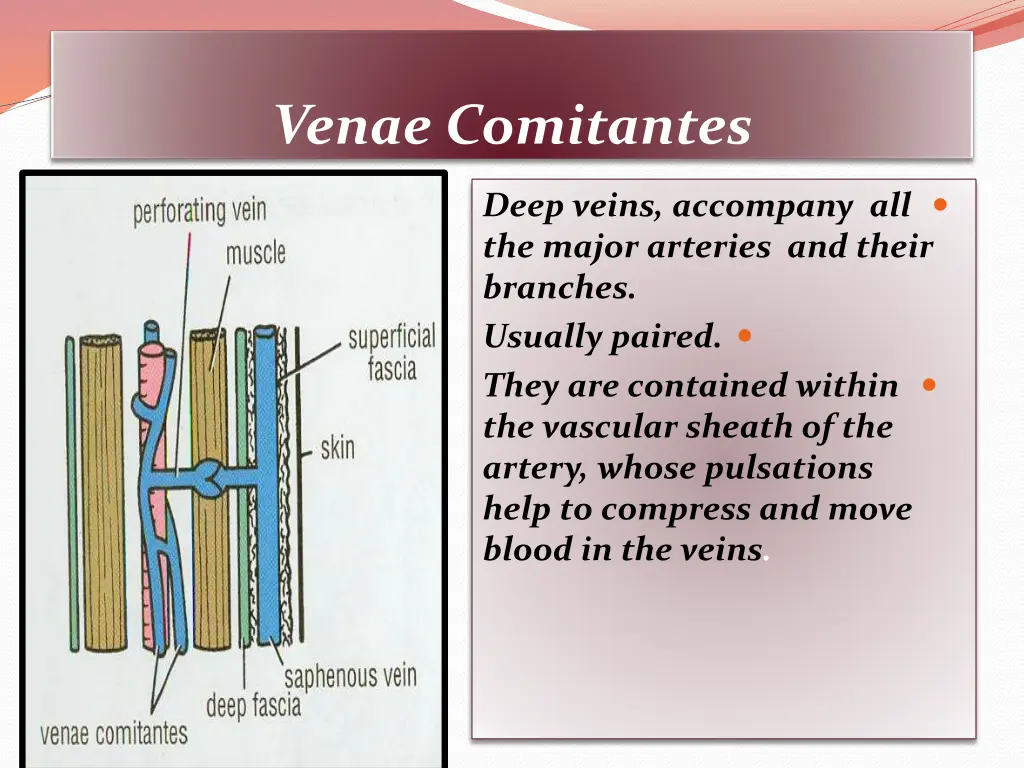 venae comitantes