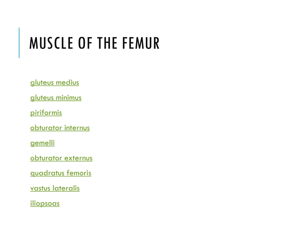 muscle of the femur