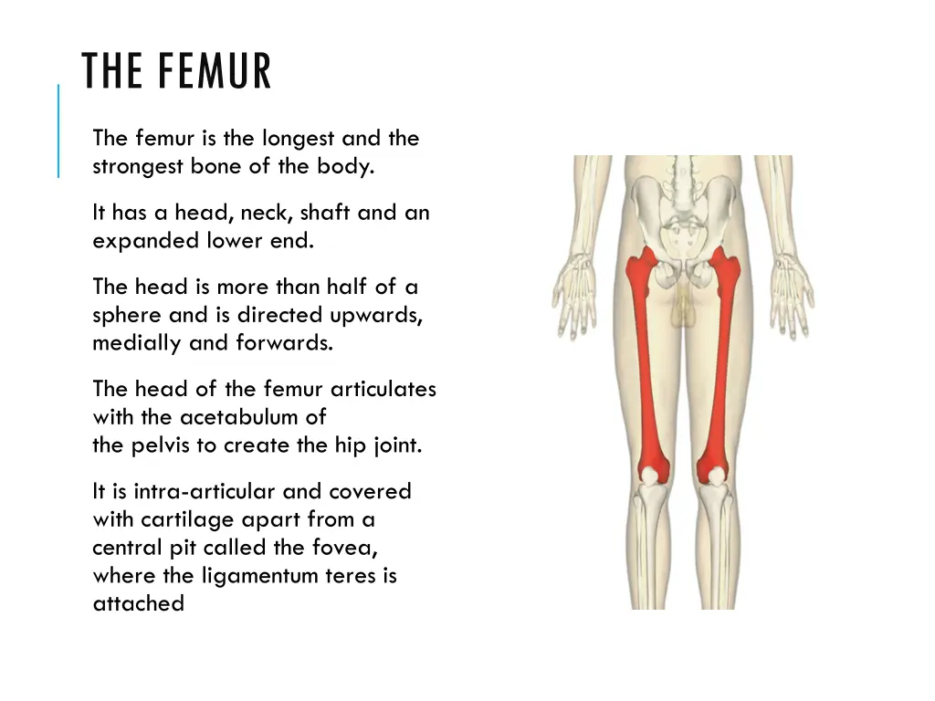 the femur