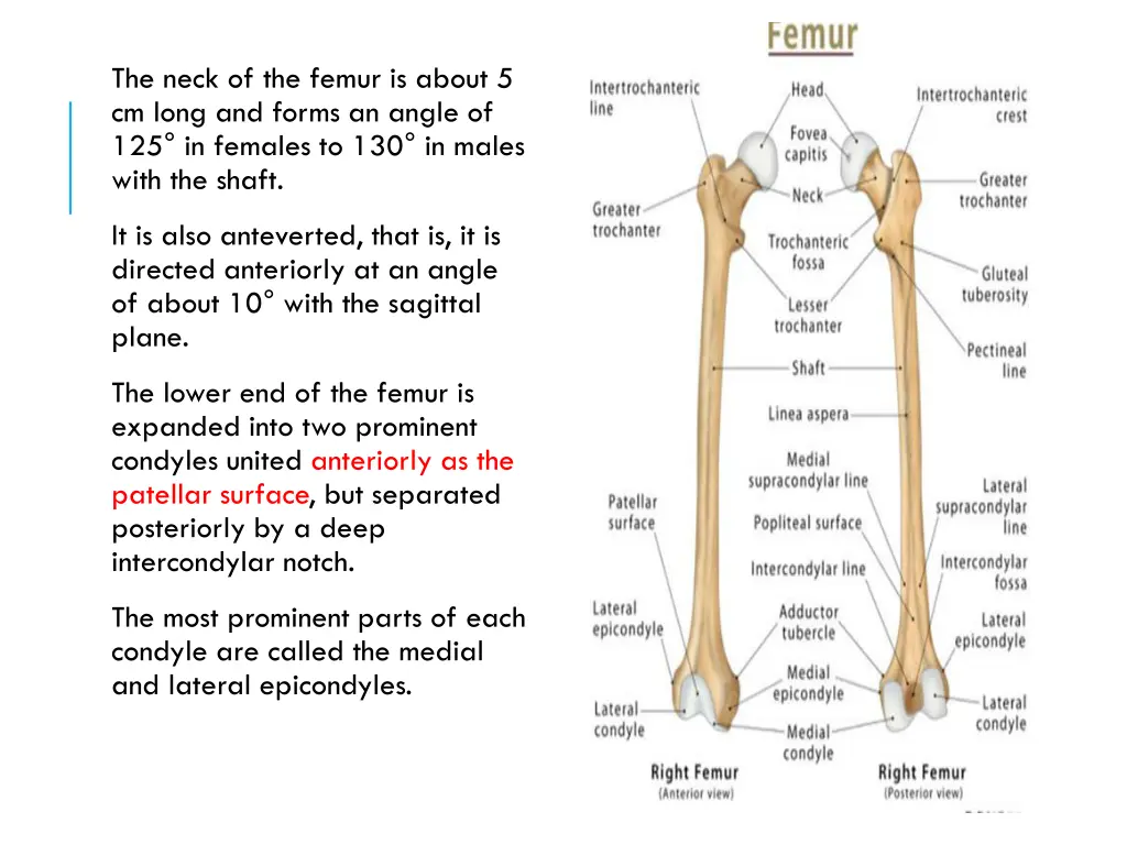 the neck of the femur is about 5 cm long