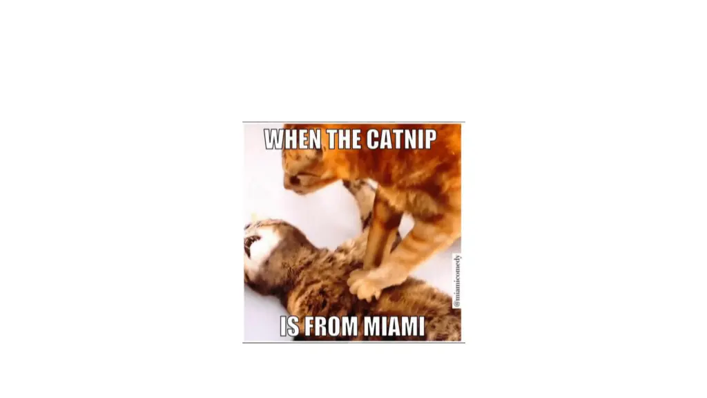 slide17