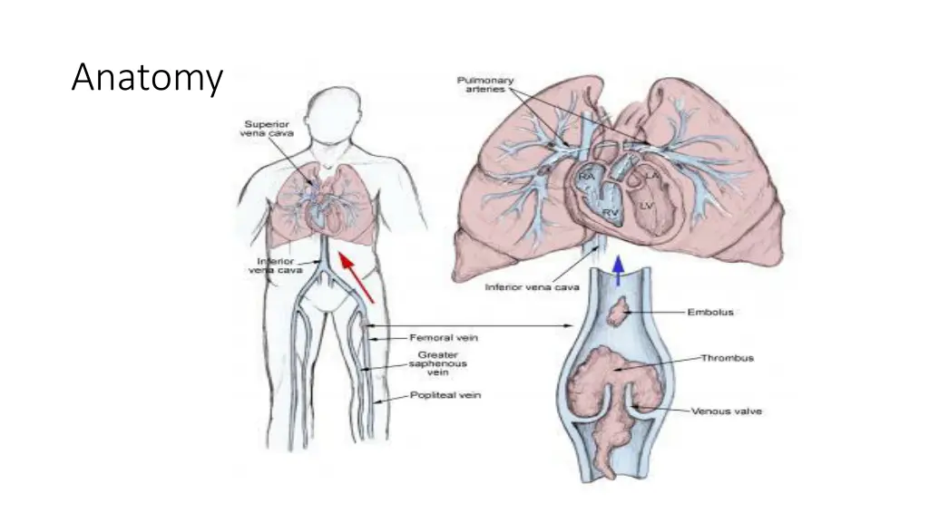 anatomy