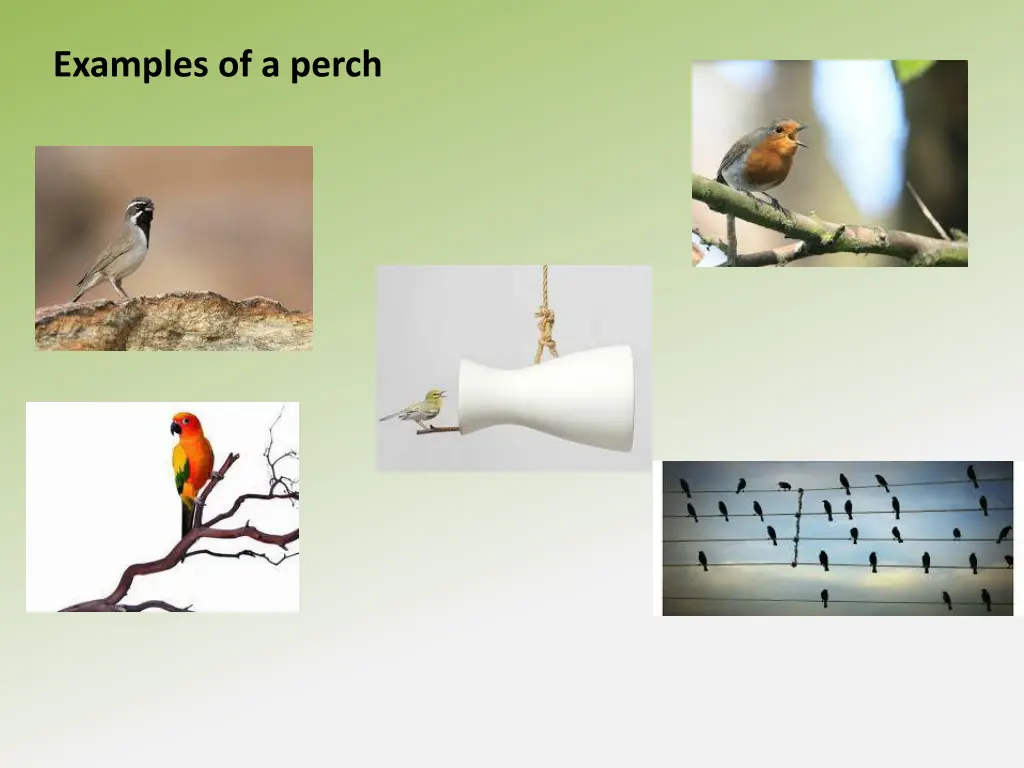examples of a perch