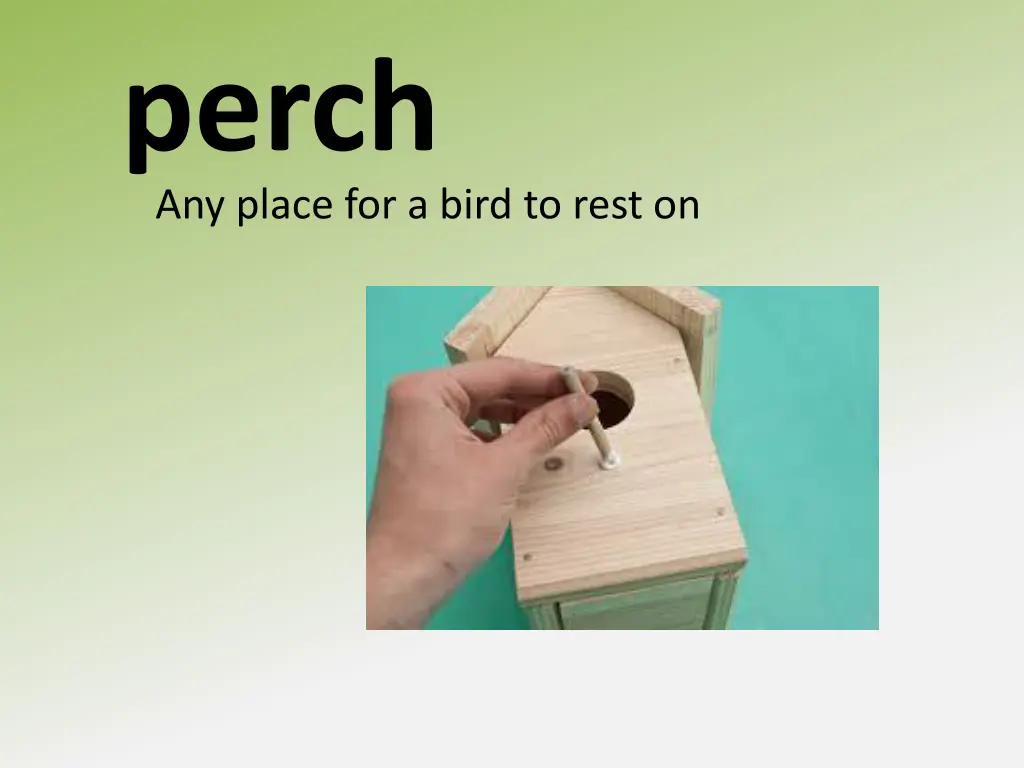 perch any place for a bird to rest on
