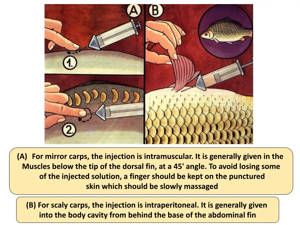 a for mirror carps the injection is intramuscular