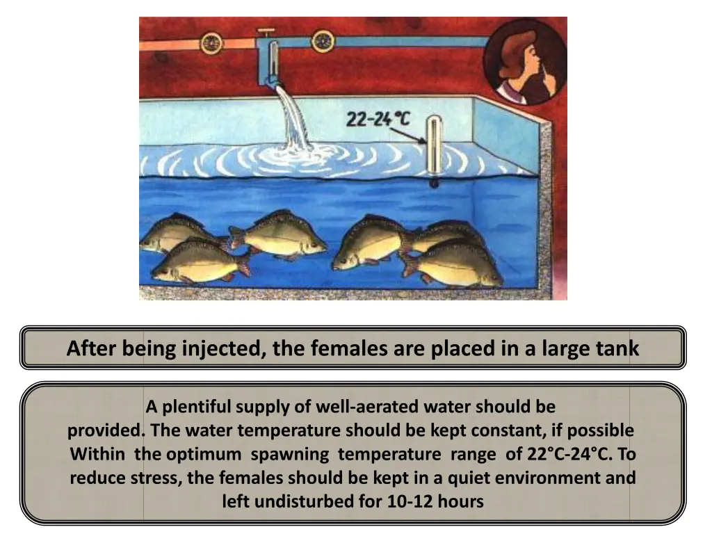 after being injected the females are placed