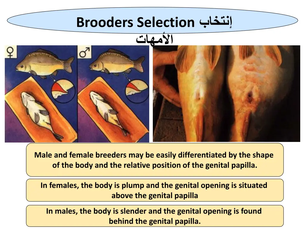 brooders selection 1