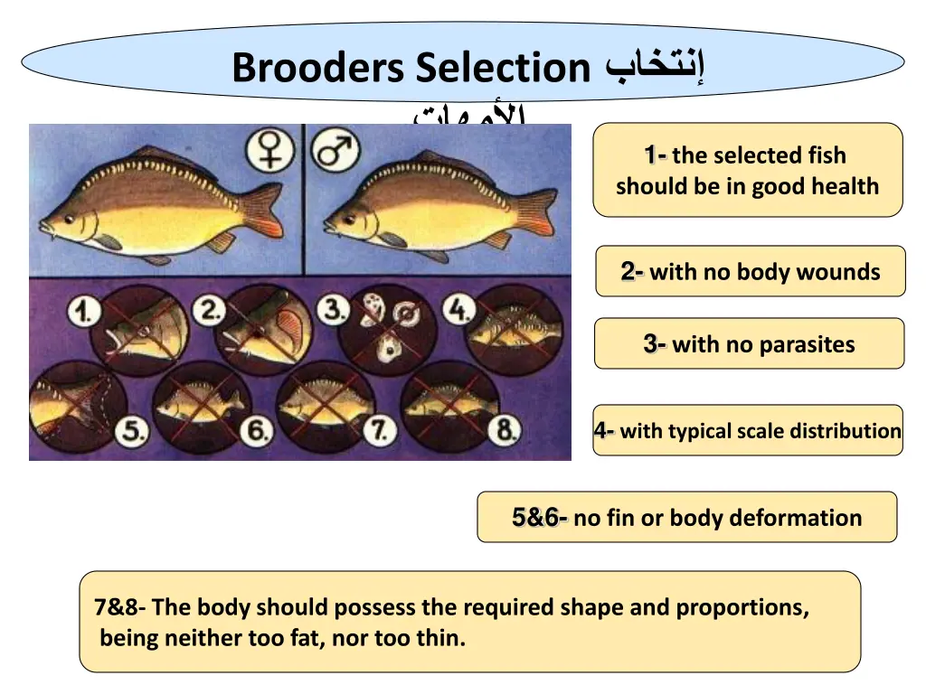 brooders selection