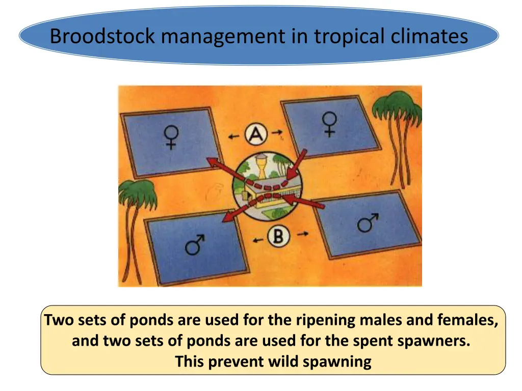 broodstock management in tropical climates