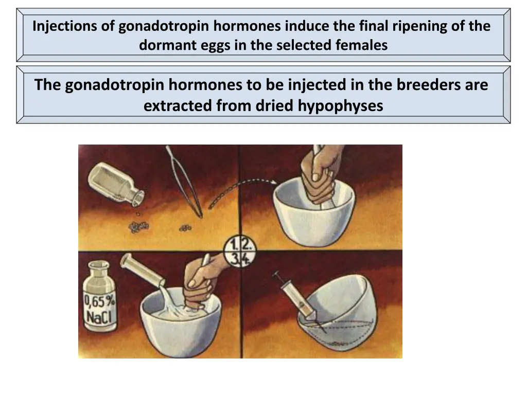 injections of gonadotropin hormones induce