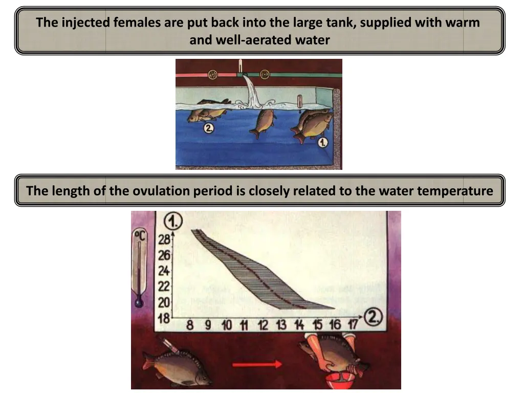 the injected females are put back into the large