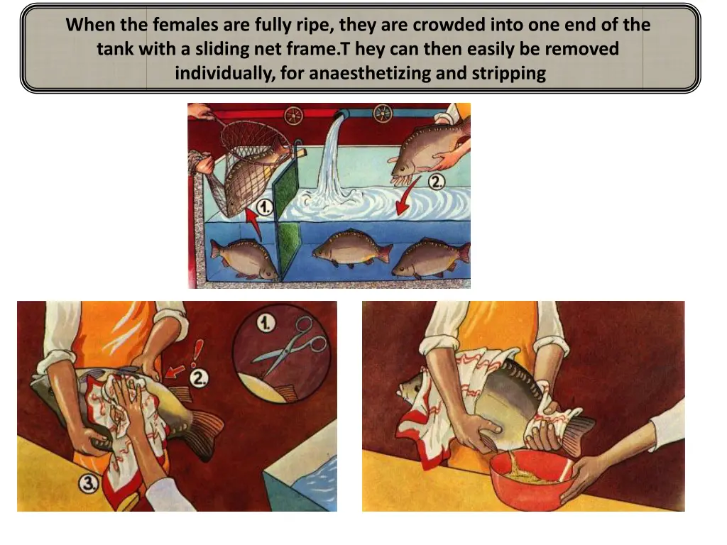 when the females are fully ripe they are crowded