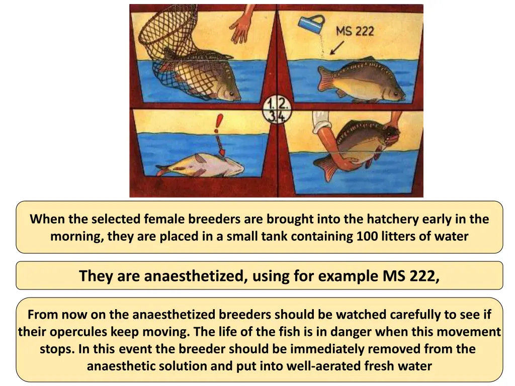 when the selected female breeders are brought