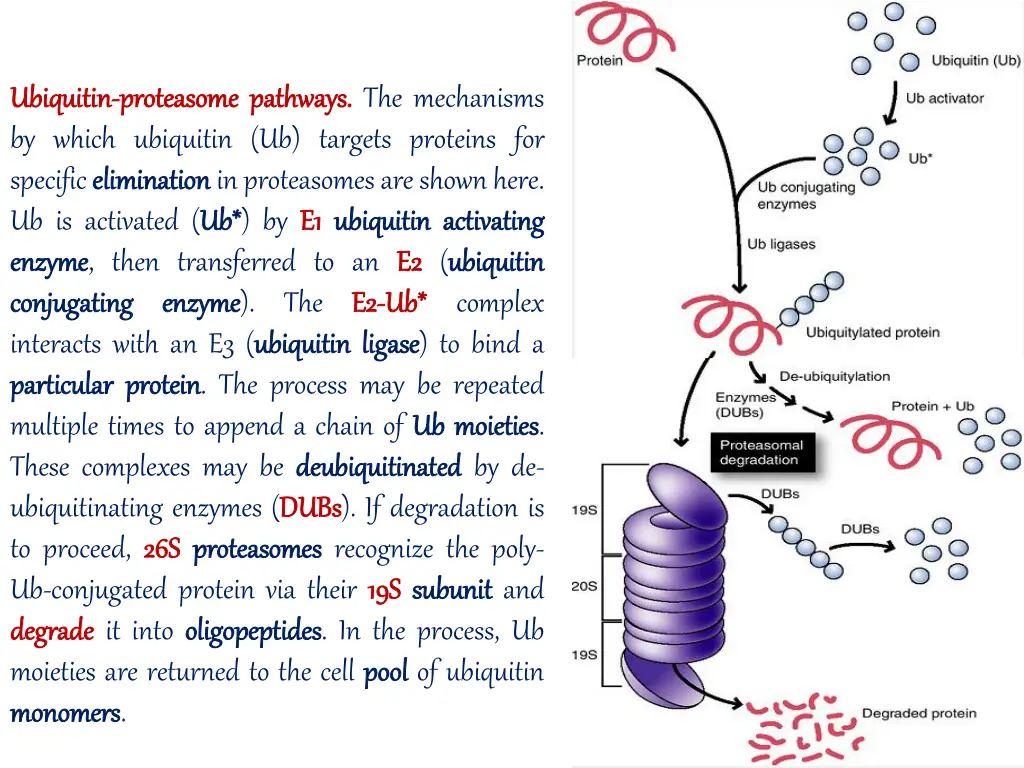 ubiquitin ubiquitin proteasome proteasome
