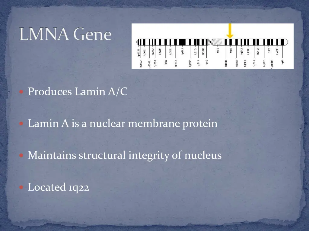 lmna gene 1
