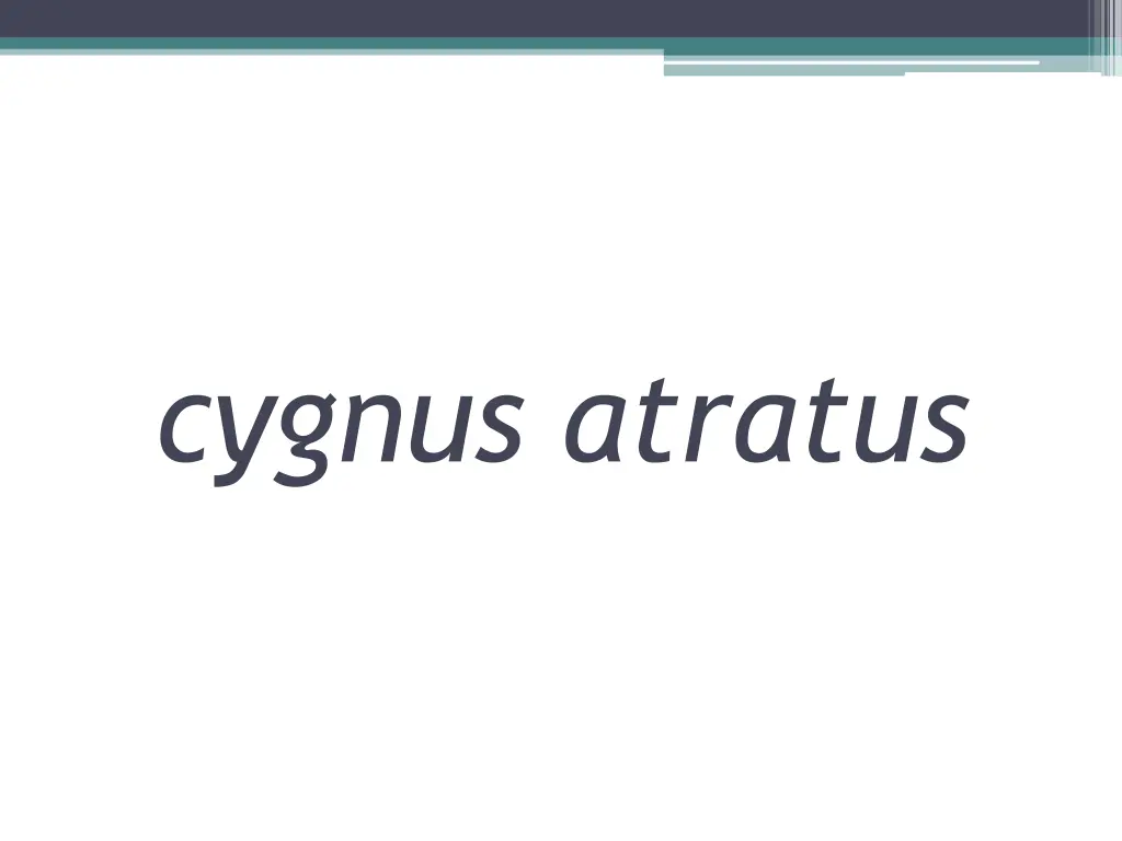 cygnus atratus