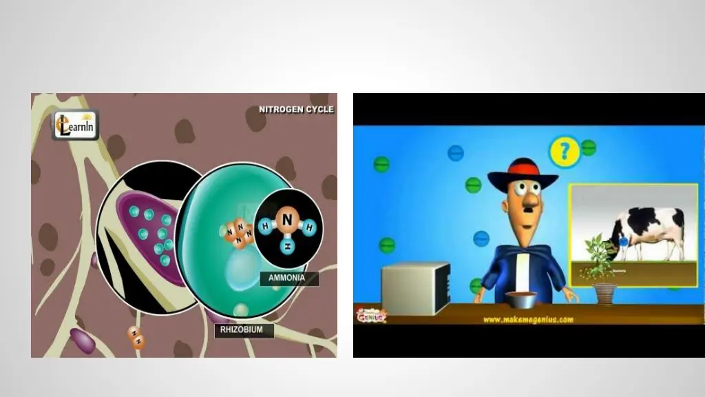 nitrogen cycle science youtube