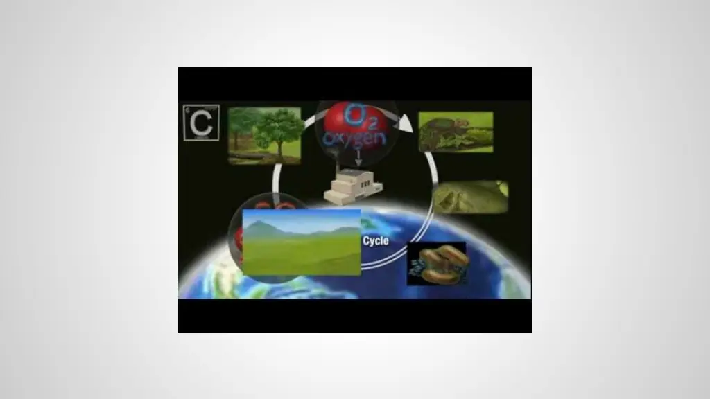 the carbon cycle 1