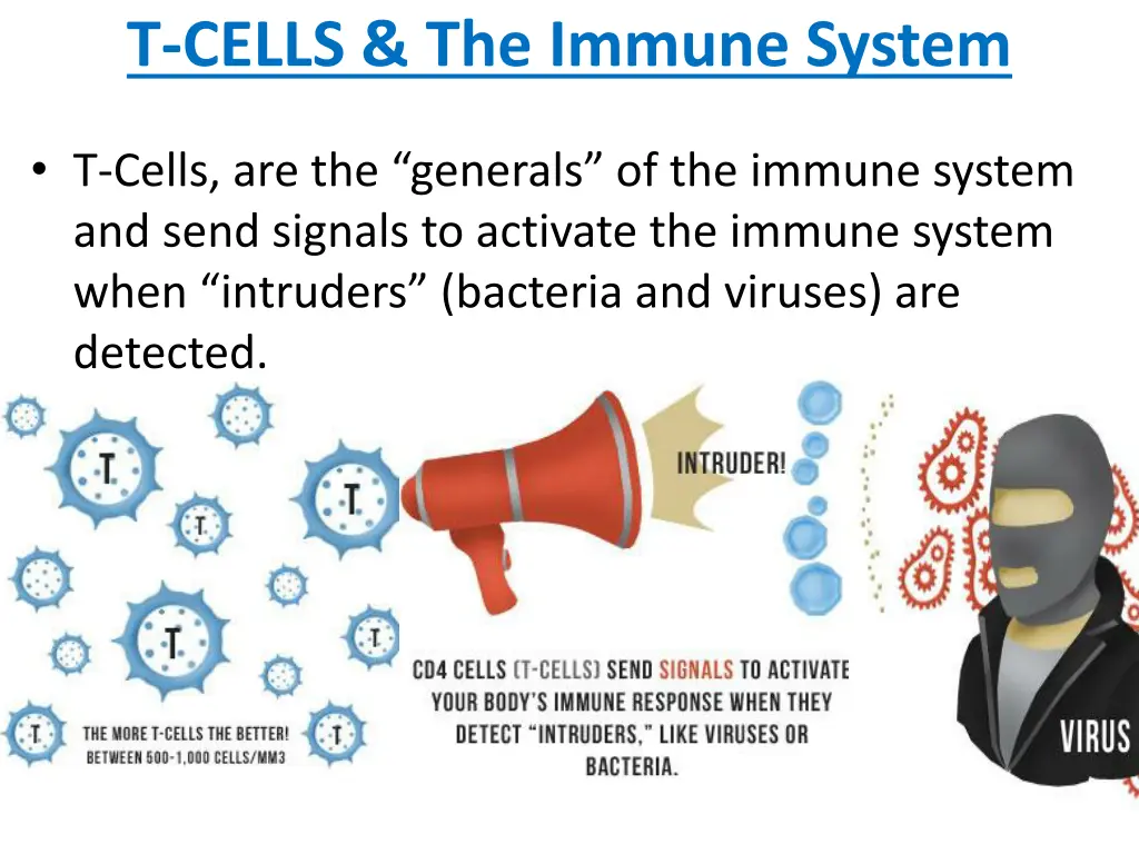 t cells the immune system