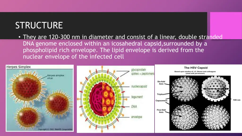 structure they are 120 300 nm in diameter