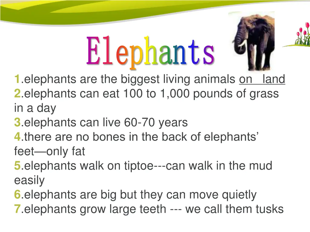 elephants elephants