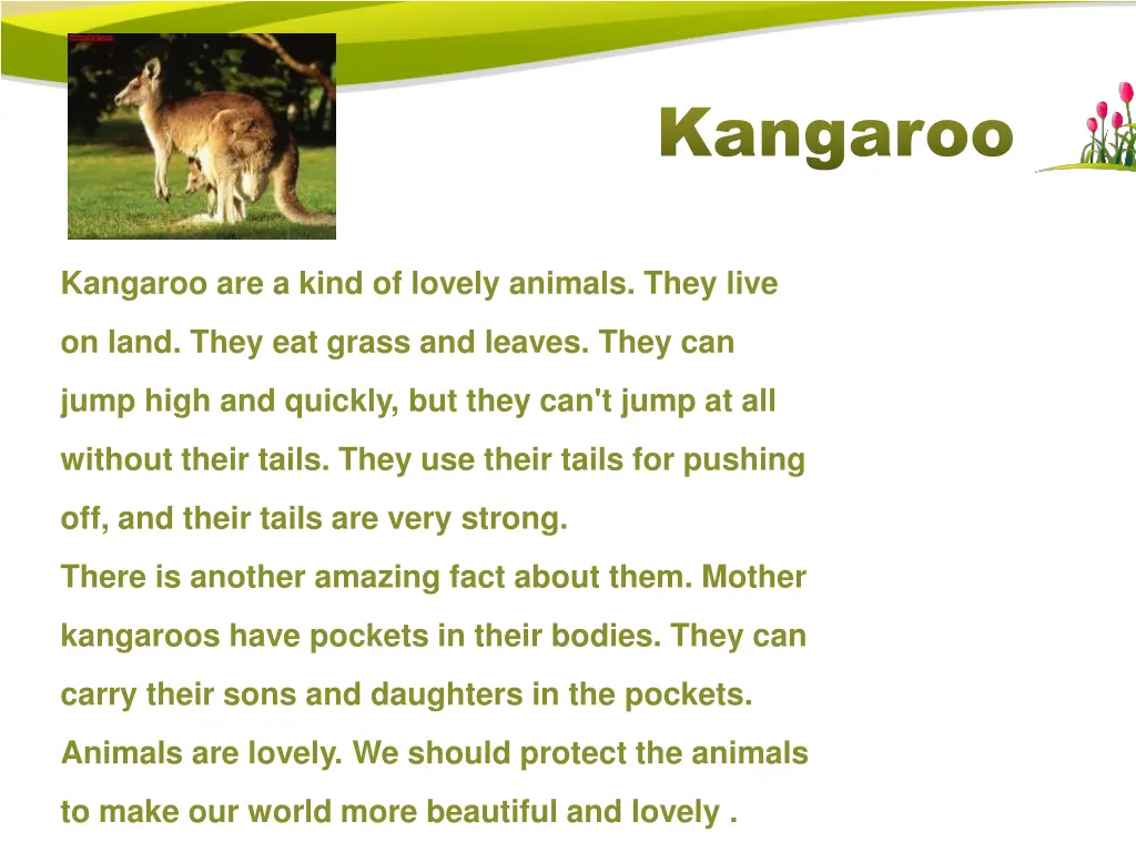 kangaroo kangaroo 1