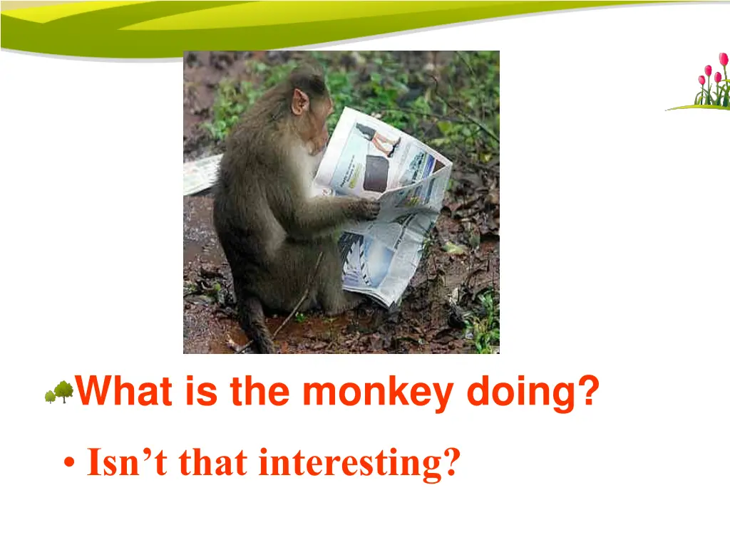 what is the monkey doing