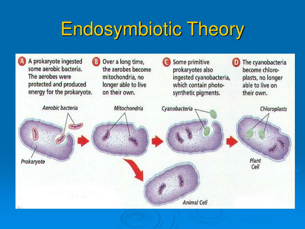 endosymbiotic theory