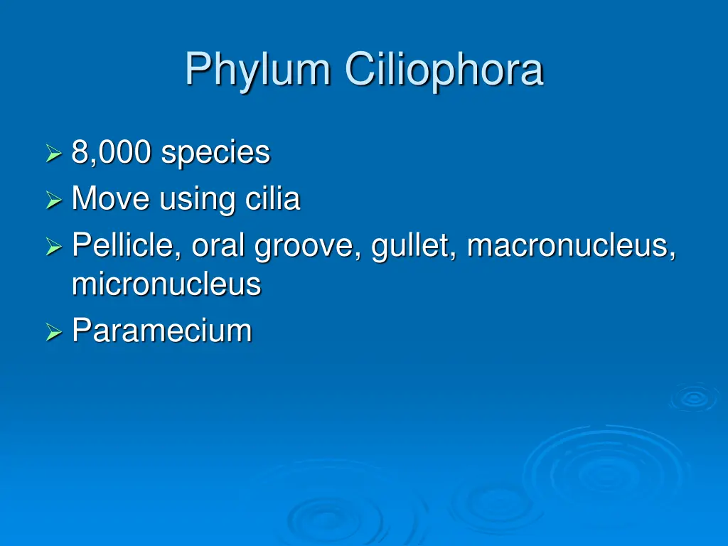 phylum ciliophora