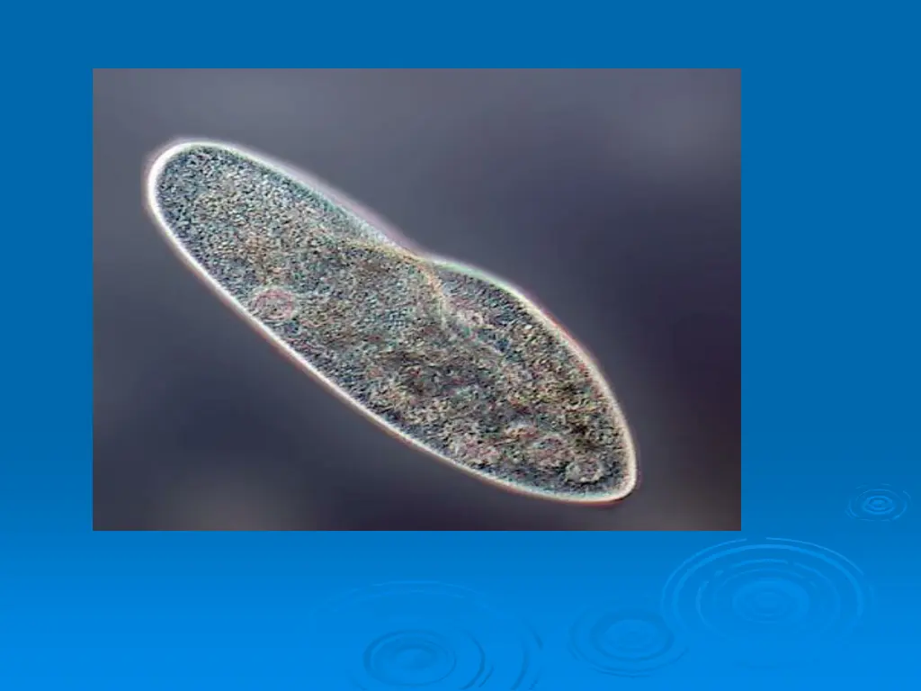 slide15