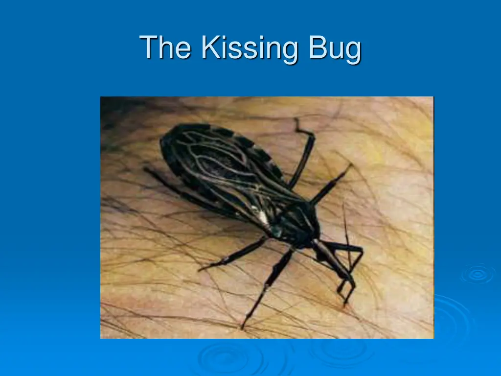 the kissing bug