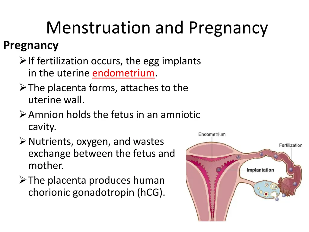 menstruation and pregnancy pregnancy