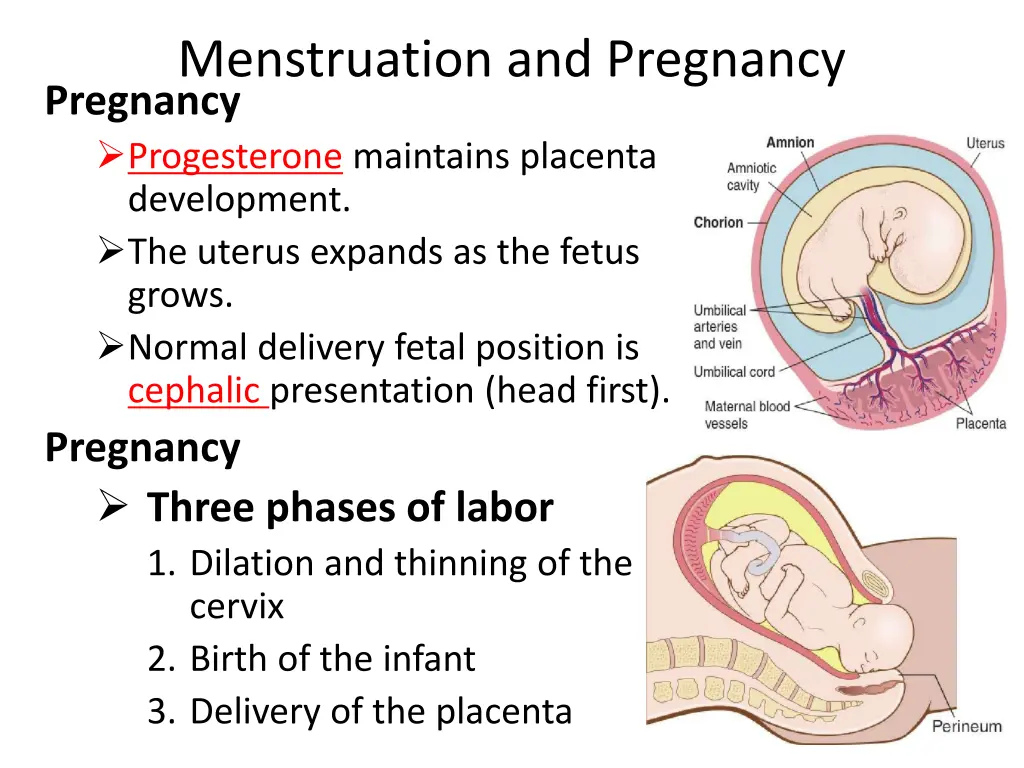 menstruation and pregnancy pregnancy progesterone