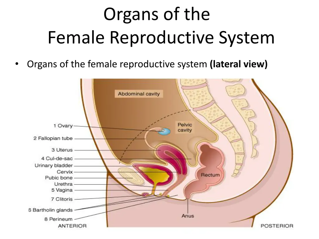 organs of the