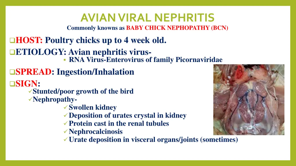 avian viral nephritis commonly knowns as baby