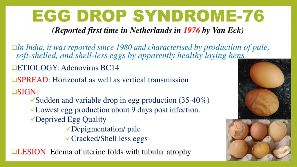 egg drop syndrome 76 reported first time