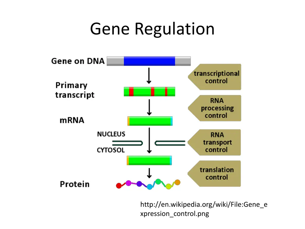gene regulation