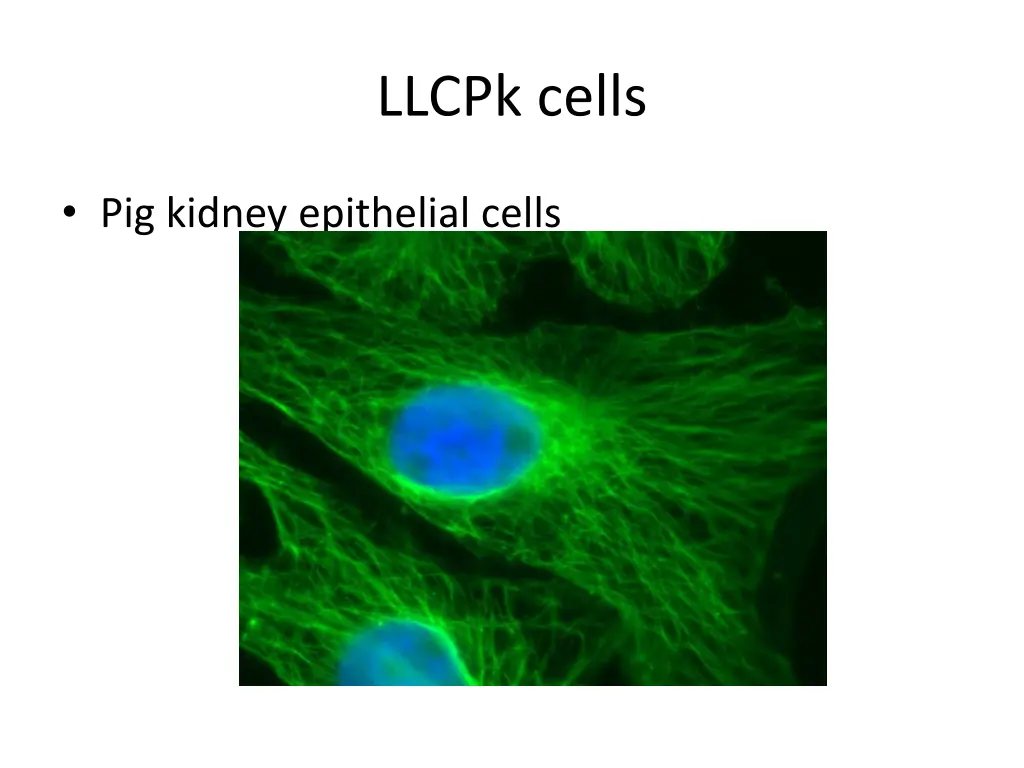 llcpk cells